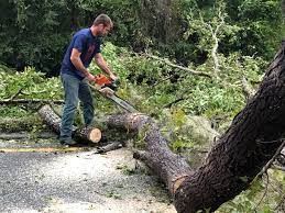 Best Fruit Tree Pruning  in St Petersburg, FL