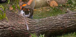 Best Tree Maintenance Programs  in St Petersburg, FL