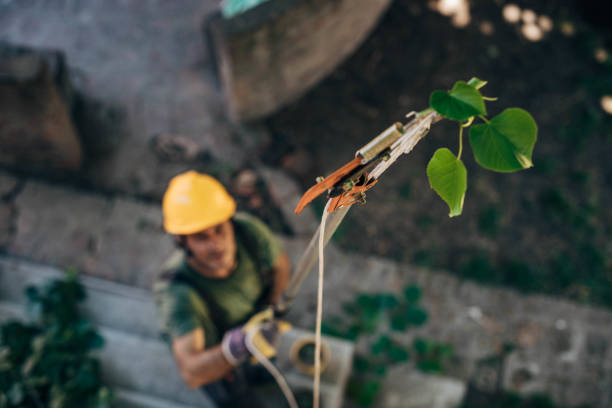 Best Hazardous Tree Removal  in St Petersburg, FL