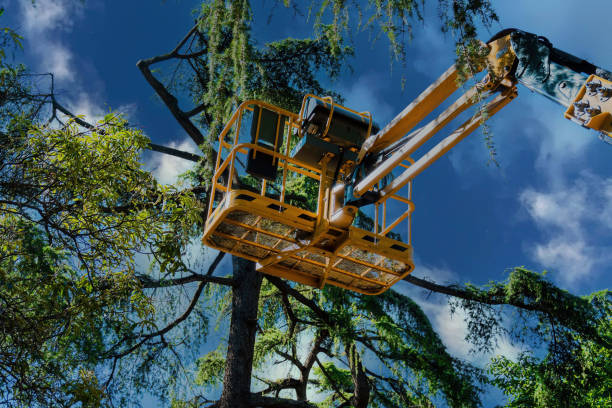 St Petersburg, FL  Tree Services Company